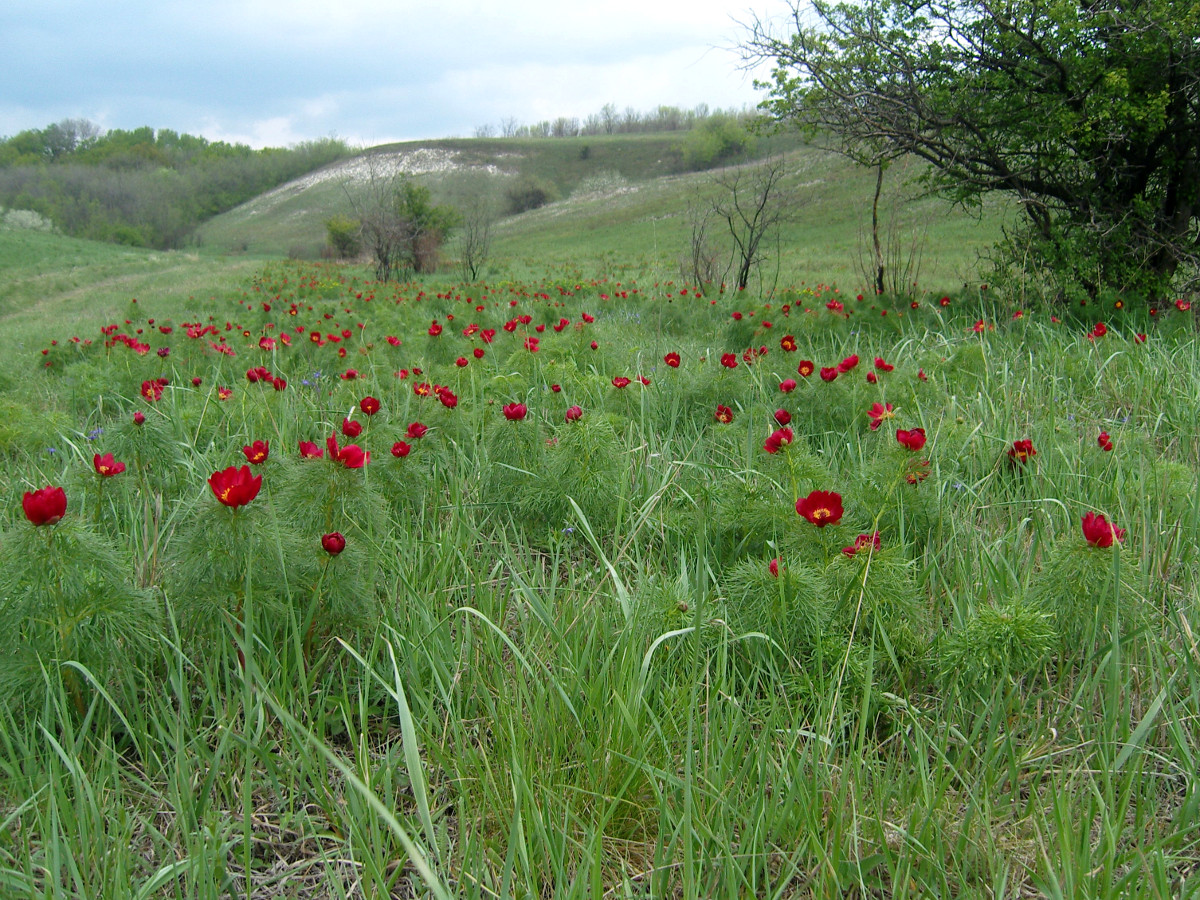 Rovenskiy