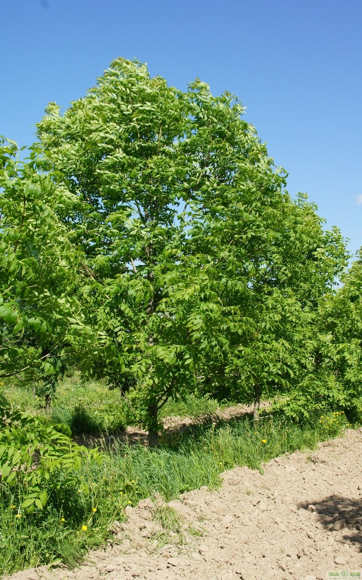 UrazovskyIslands